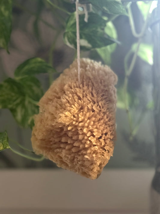 Dead Sea Sponges
