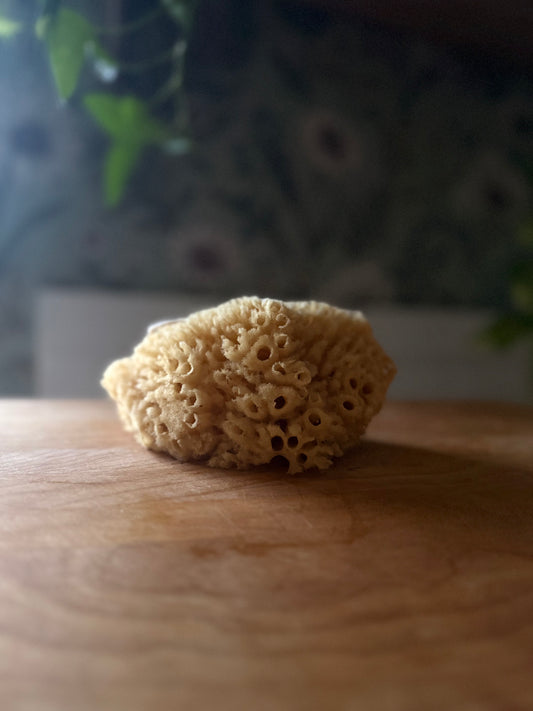Dead Sea Sponges